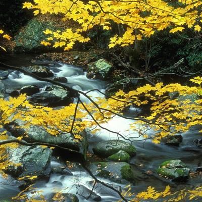 市场消息：意大利计划将经济增长预期下调至0.5%。